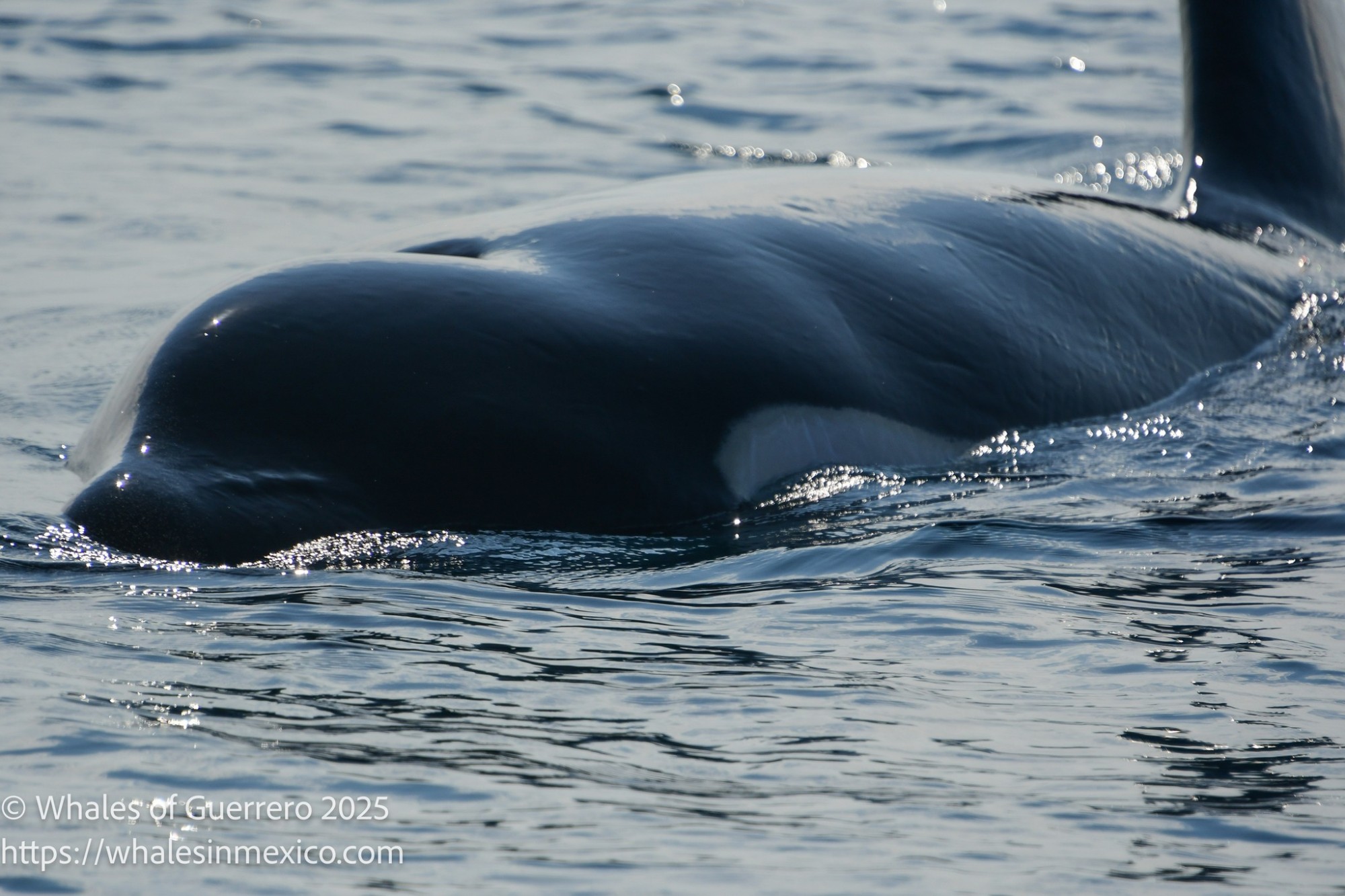 whales-of-guerrero-orca-2025-6.jpg