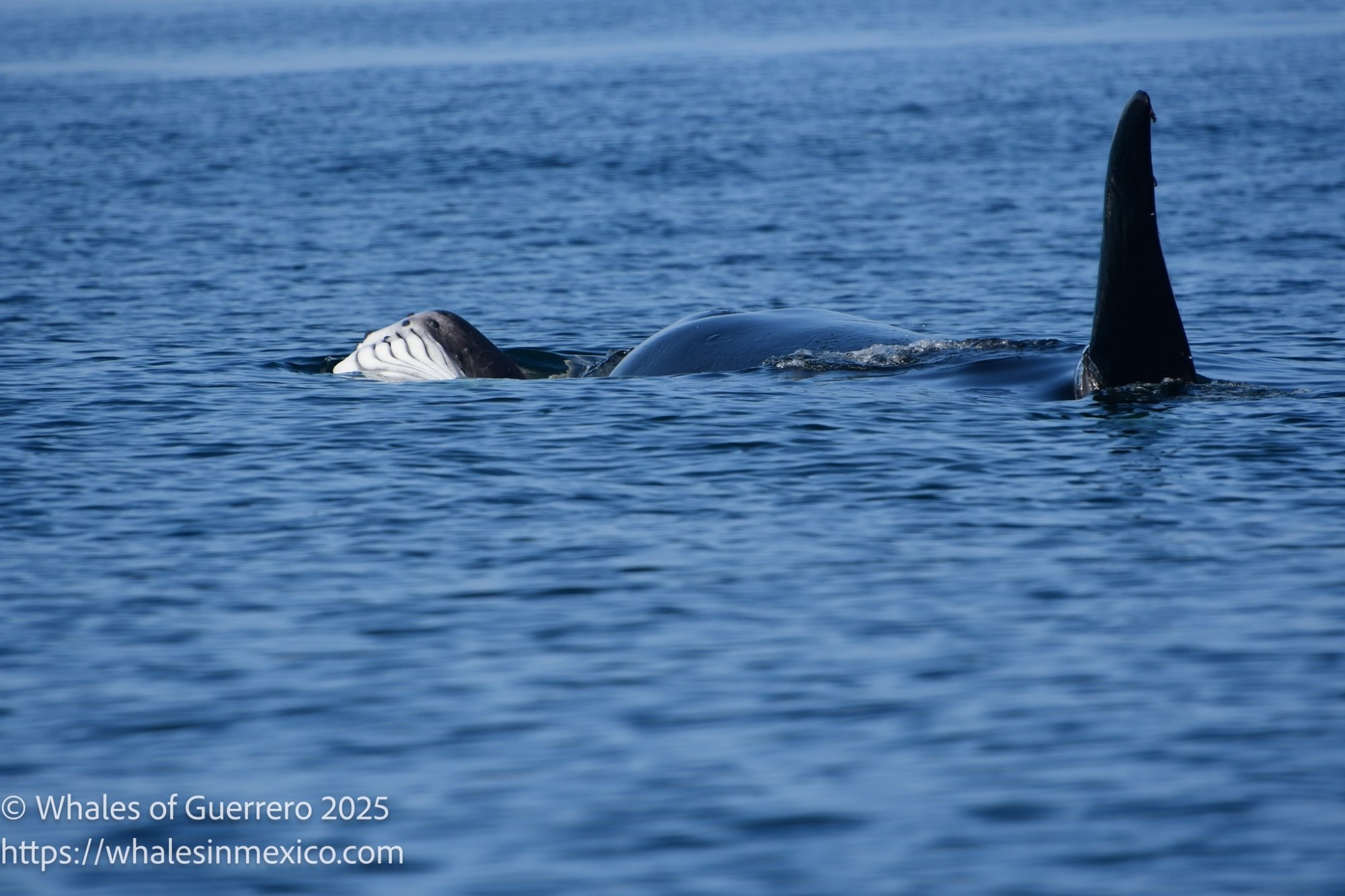 whales-of-guerrero-orca-2025-5.jpg