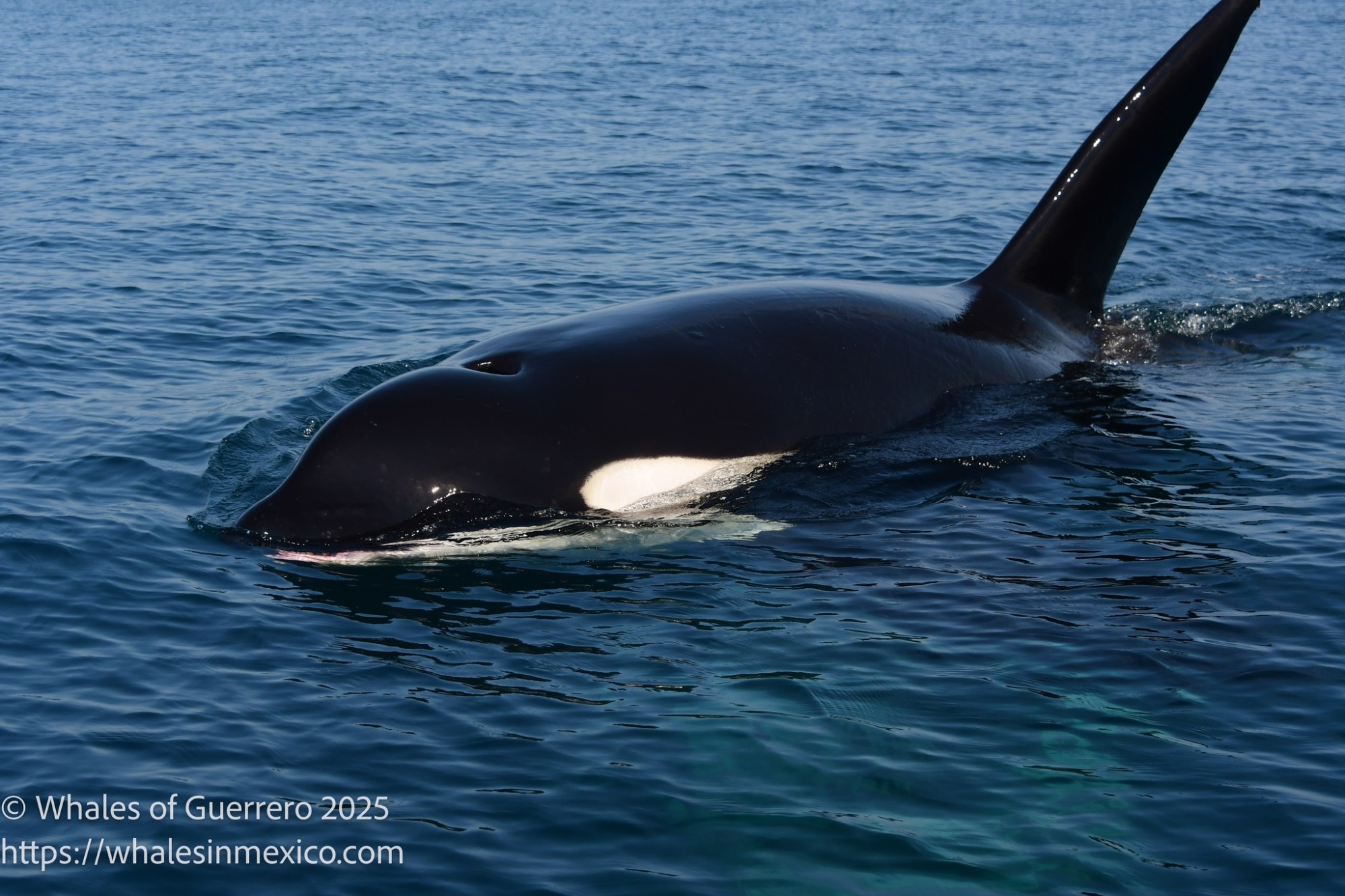 whales-of-guerrero-orca-2025-4.jpg