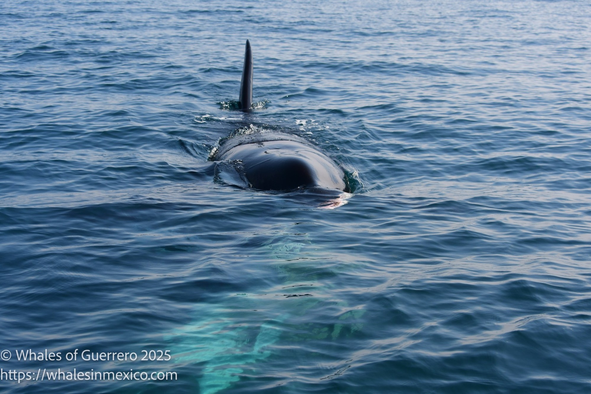 whales-of-guerrero-orca-2025-3.jpg