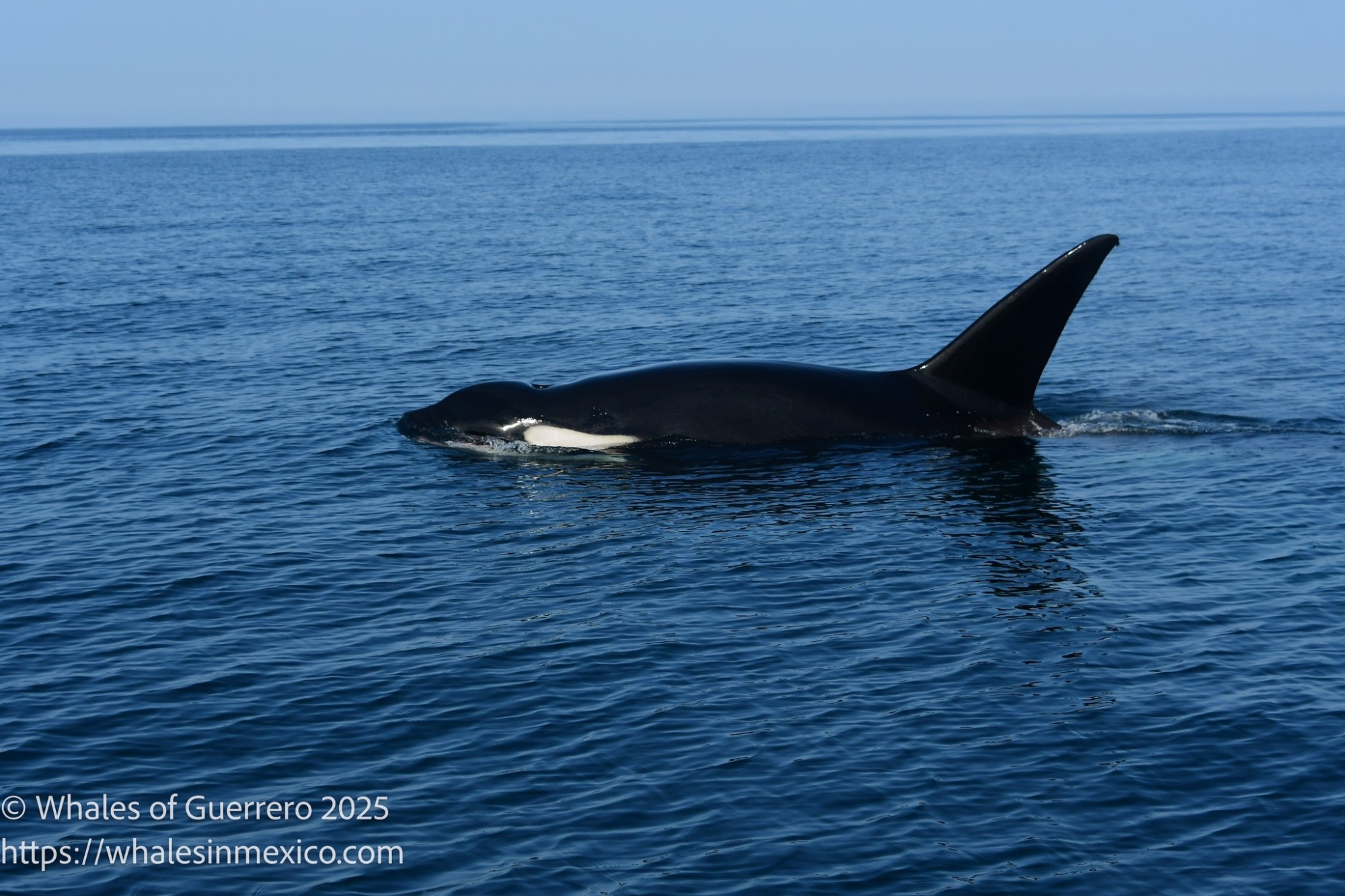 whales-of-guerrero-orca-2025-2.jpg