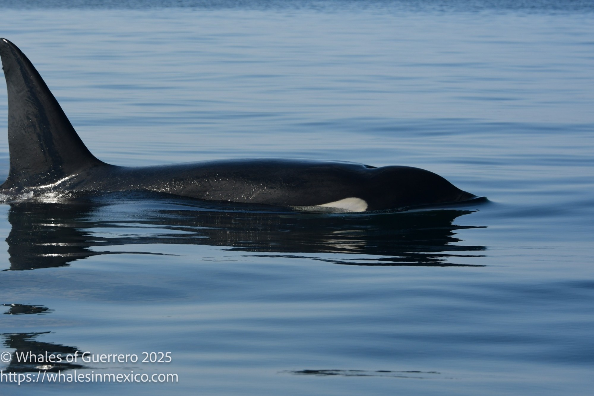 whales-of-guerrero-orca-2025.jpg